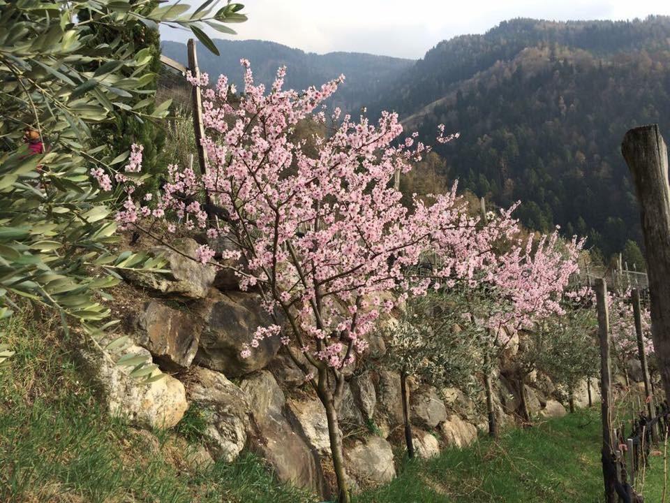 Biohof Niedereben Rablà Exterior foto